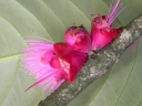 Syzygium versteegii