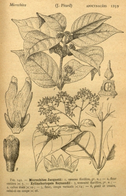 Urceola napeensis