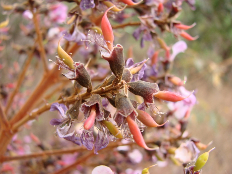 Andira vermifuga