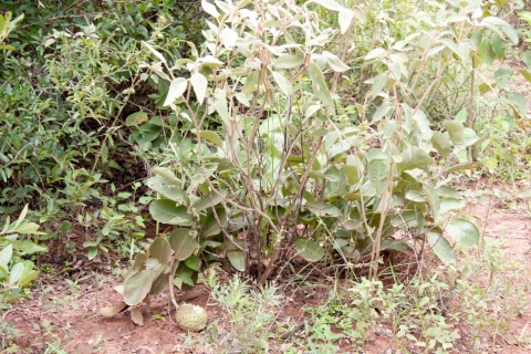 Annona dioica