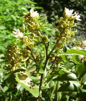 Xanthocercis madagascariensis