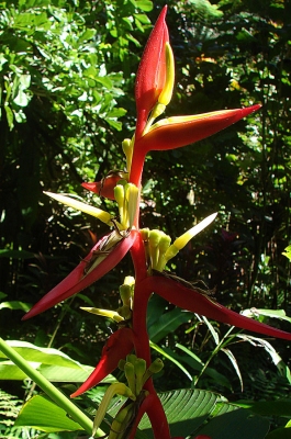 Heliconia schiedeana