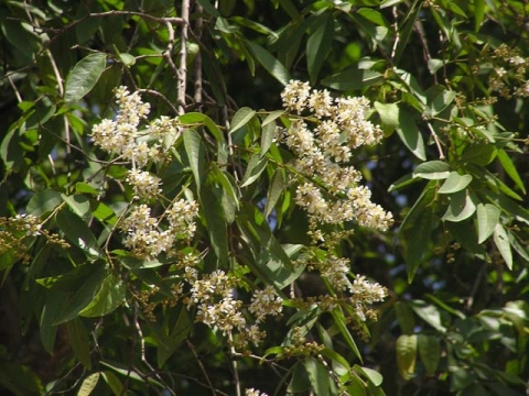 Lagerstroemia calyculata