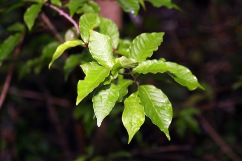 Coccoloba venosa