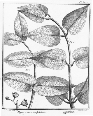 Vismia sessilifolia