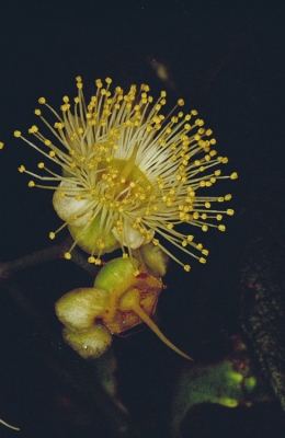 Backhousia bancroftii