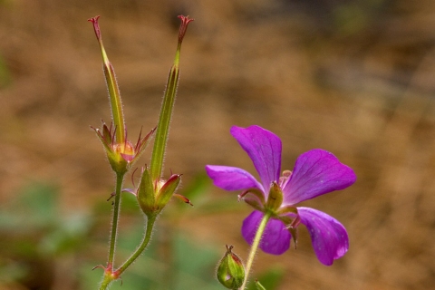 Geranium mexicanum