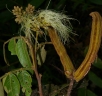 Inga adenophylla