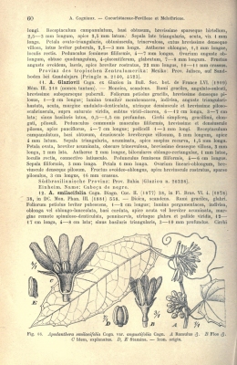 Melothrianthus smilacifolius