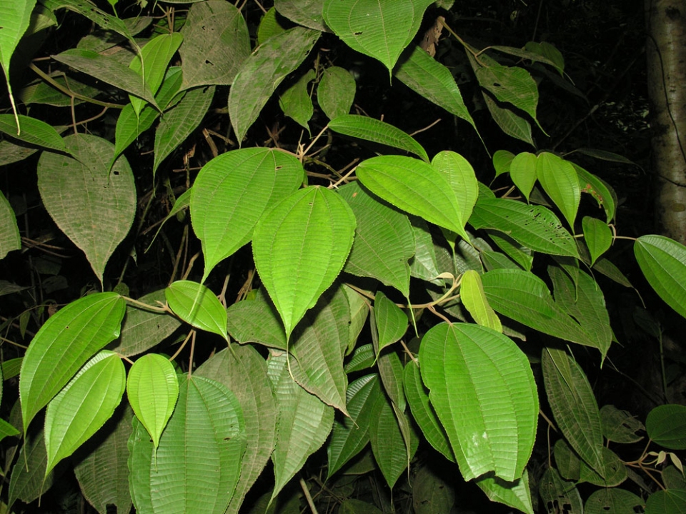 Miconia doniana