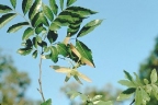 Diatenopteryx sorbifolia