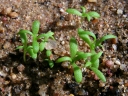 Matricaria chamomilla