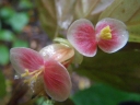 Begonia macrocarpa