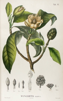 Magnolia blumei