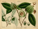 Garcinia gummi-gutta