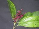 Miconia hondurensis