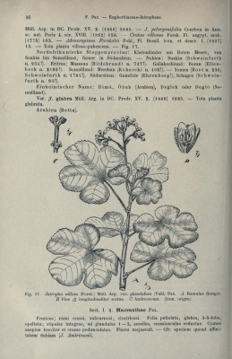 Jatropha pelargoniifolia