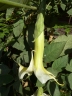 Brugmansia arborea