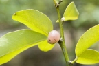 Glycosmis trifoliata