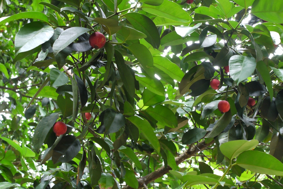 Garcinia hombroniana