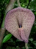 Aristolochia cordiflora