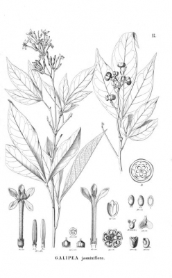 Galipea jasminiflora