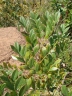 Jacaranda macrantha