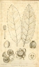 Drypetes natalensis