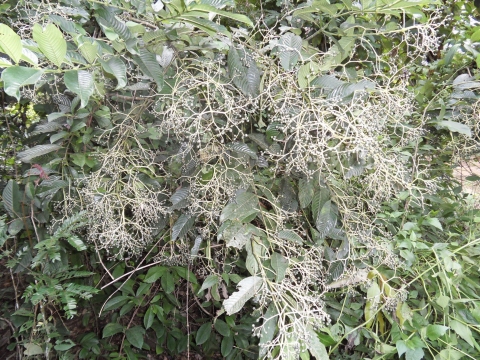 Pauridiantha viridiflora