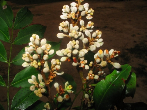 Gilbertiodendron ogoouense
