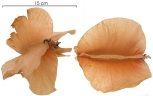 Cavanillesia platanifolia