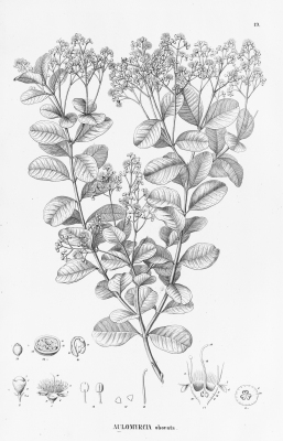 Myrcia obovata