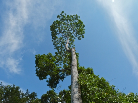Artocarpus tamaran