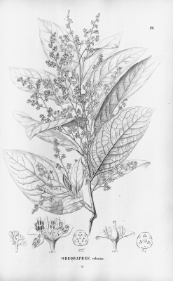 Ocotea velutina