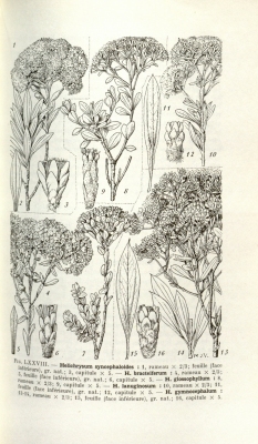 Helichrysum gymnocephalum