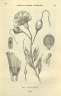 Lafoensia punicifolia