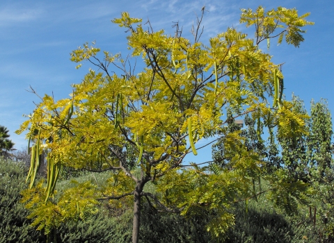 Cassia leptophylla