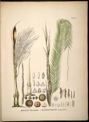 Daemonorops angustifolia