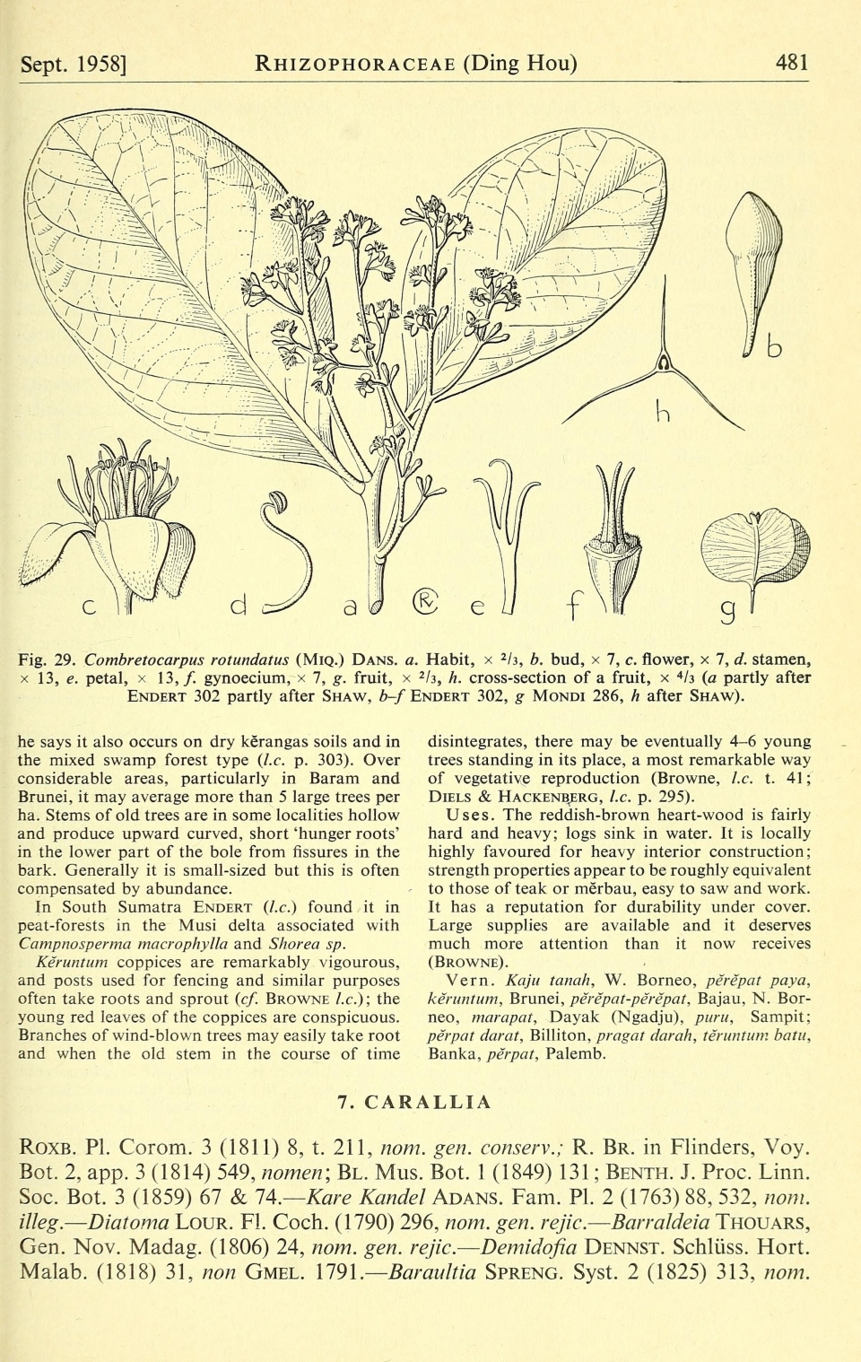 Combretocarpus rotundatus