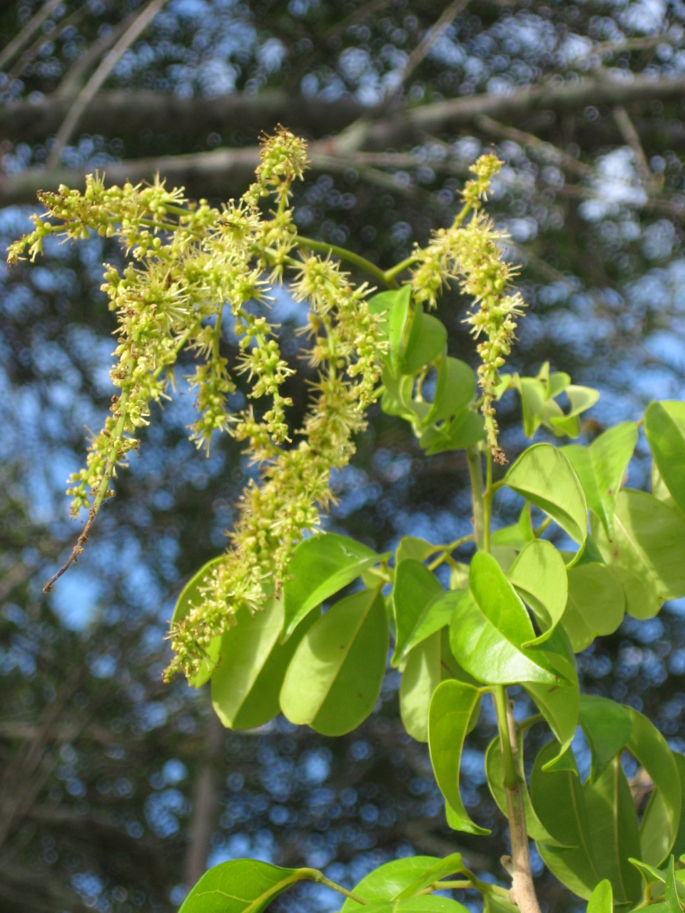 Picramnia pentandra