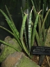 Sansevieria aethiopica