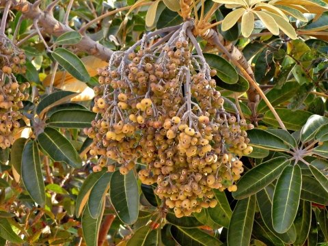 Schefflera macrocarpa