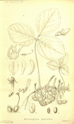 Macrotyloma geocarpum