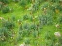 Kniphofia foliosa