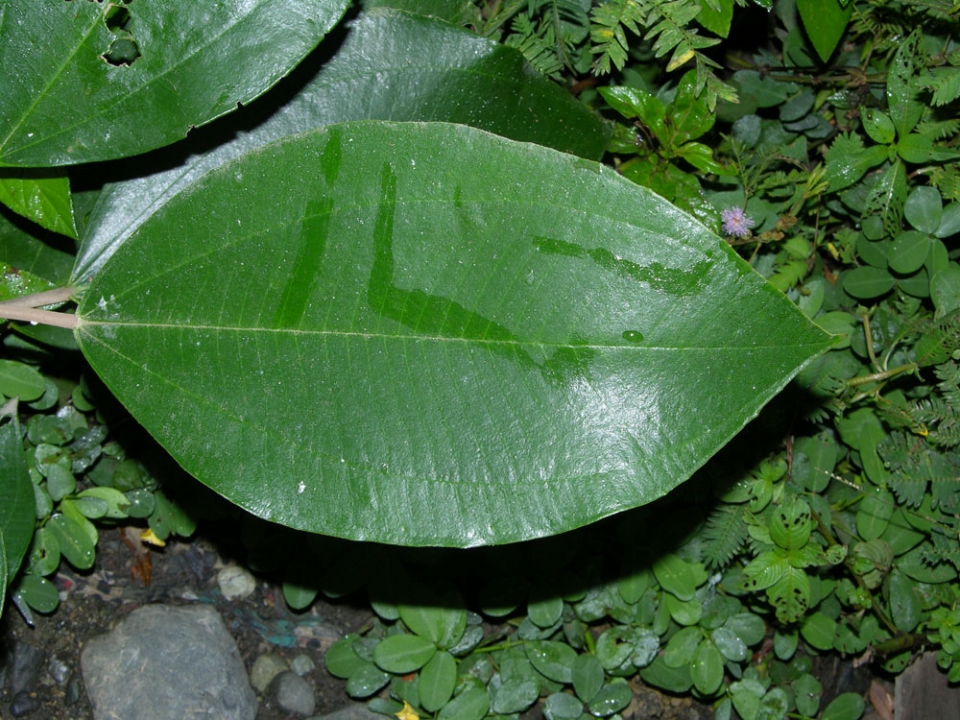 Miconia argentea