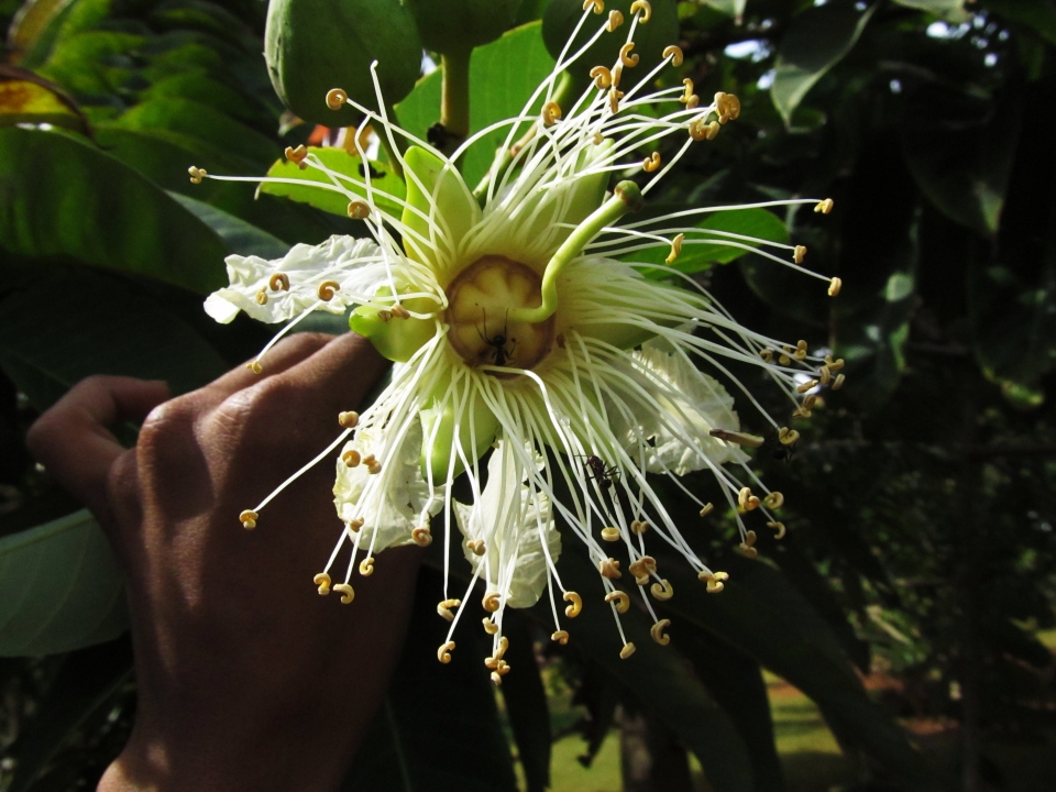 Duabanga grandiflora