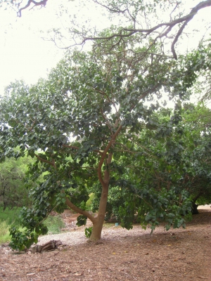Hernandia nymphaeifolia