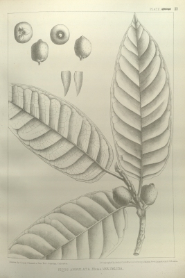 Ficus annulata