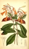 Fuchsia triphylla