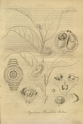 Napoleonaea heudelotii